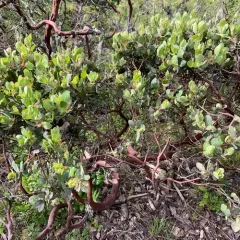 hairy manzanita thumbnail 2