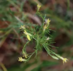 Bloomer's goldenbush thumbnail 4
