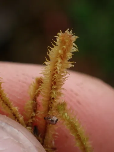 Plicanthus hirtellus