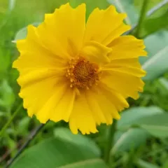 Lance-leaved Coreopsis thumbnail 3