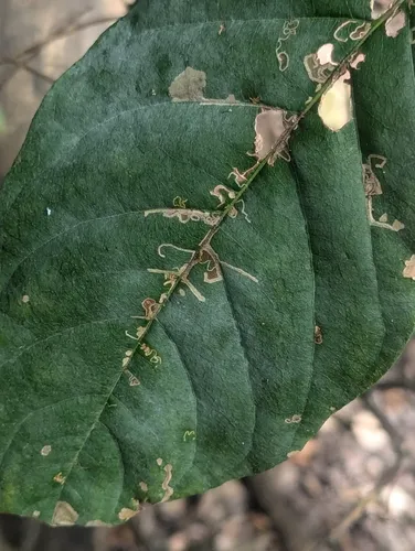 Erysiphe semitosta