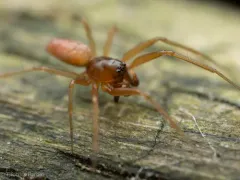 Agyneta fillmorana thumbnail 3