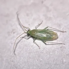 Blepharidopterus provancheri thumbnail 3