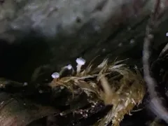 Dictyocatenulata alba thumbnail 1