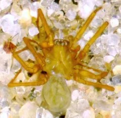 Centromerus sylvaticus thumbnail 1