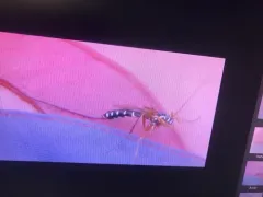 Sabre Wasp thumbnail 2