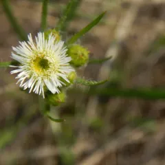 short-rayed fleabane thumbnail 2