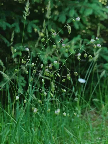 Quaking-grass