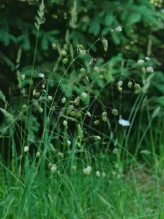 Quaking-grass thumbnail 1