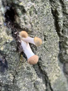 mullet honey fungus thumbnail 2