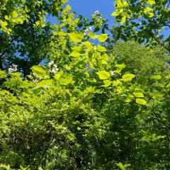 northern catalpa thumbnail 4