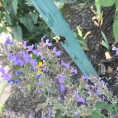 Common Eastern Bumble Bee thumbnail 1