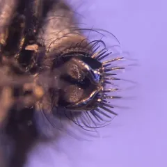 Imitomyia sugens thumbnail 2