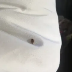 Common Bed Bug thumbnail 1