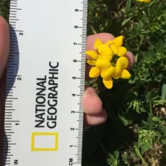 bird's-foot trefoil thumbnail 2