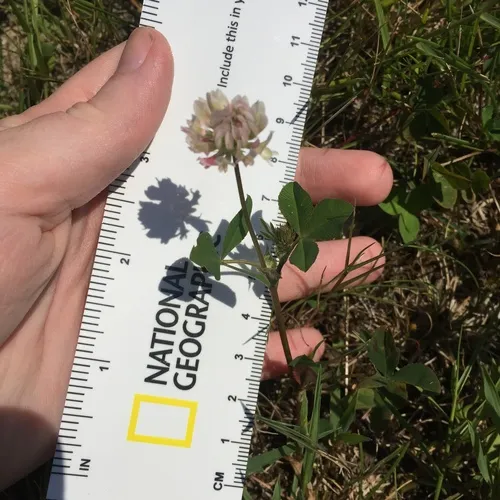 white clover