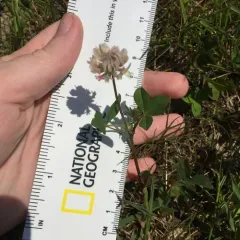 white clover thumbnail 1