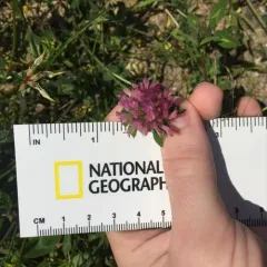 Red Clover thumbnail 2