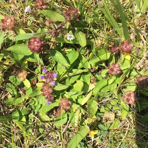common selfheal