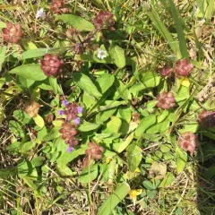 common selfheal thumbnail 1