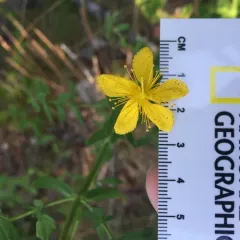 Common St. John's Wort thumbnail 1
