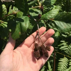 grey alder thumbnail 2