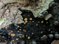 Sphaerosporium lignatile thumbnail 4