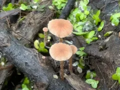 felted twiglet thumbnail 4