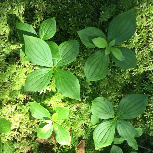 Canadian bunchberry
