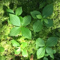 Canadian bunchberry thumbnail 1