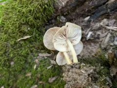 Marasmius cystidiosus thumbnail 2
