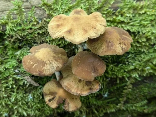 Psathyrella carinthiaca