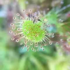 round-leaved sundew thumbnail 1