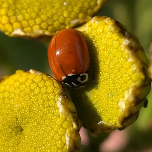 Western Polished Lady Beetle