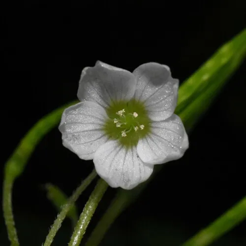 trilliumleaf woodsorrel