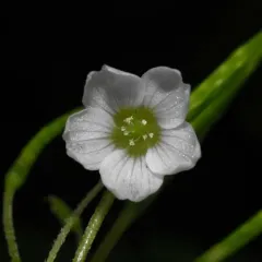 trilliumleaf woodsorrel thumbnail 1
