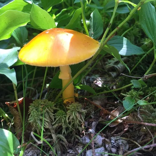 Yellow Patches