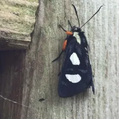 Eight-spotted Forester Moth thumbnail 3