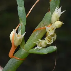 Pacific goldenthread thumbnail 2