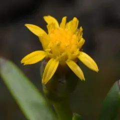 Marsh Jaumea thumbnail 1