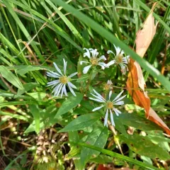rough wood aster thumbnail 2