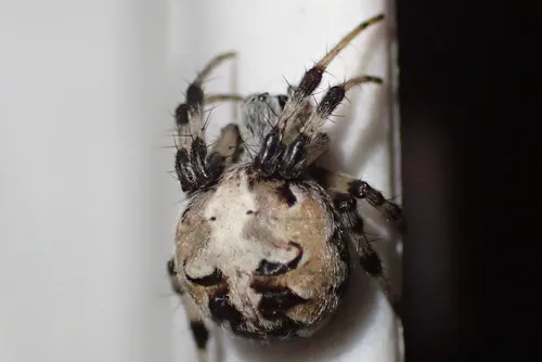 Metepeira palustris