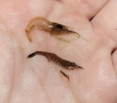 Marsh Grass Shrimp thumbnail 2