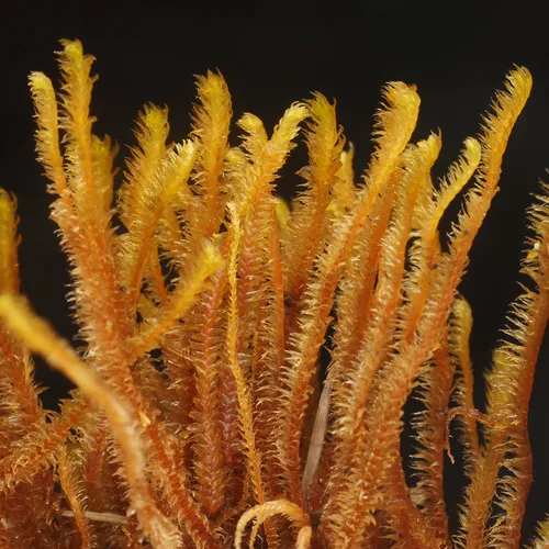Herbertus himalayanus
