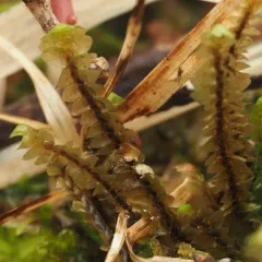 Bird's-foot Earwort thumbnail 4