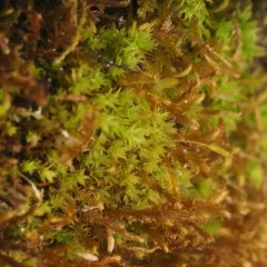 Zygodon reinwardtii thumbnail 4