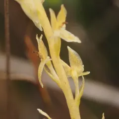 bog adder's-mouth orchid thumbnail 3