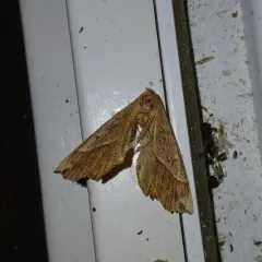 Mottled Euchlaena Moth thumbnail 2
