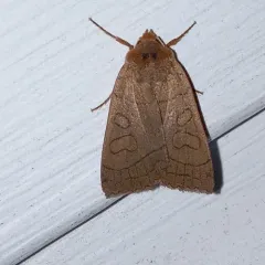 Unsated Sallow thumbnail 3