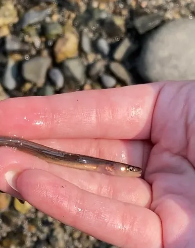 American Conger